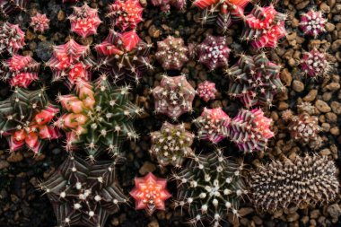 Kaktüs çiftliği. Otun içinde sulu kaktüs koleksiyonu var. Küçük bitkilerin doğal arka planı.. 