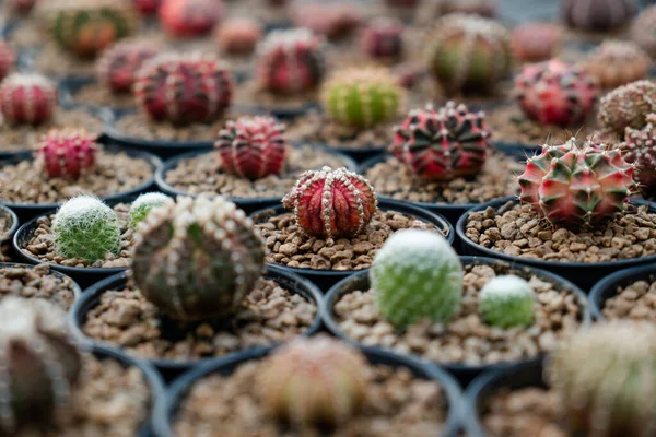 Granja Cactus Con Primer Plano Colección Suculenta Cactus Maceta Fondo —  Fotos de Stock