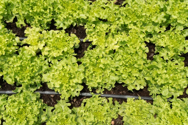 Lattuga Verde Che Cresce Giardino — Foto Stock