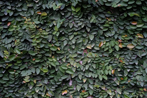 Zielone Liście Tekstury Tła — Zdjęcie stockowe