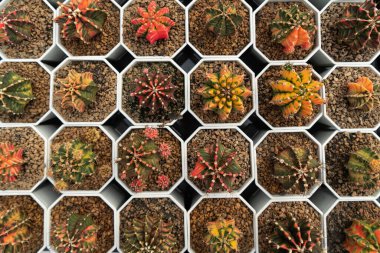 Kaktüs çiftliği. Otun içinde sulu kaktüs koleksiyonu var. Küçük bitkilerin doğal arka planı.. 