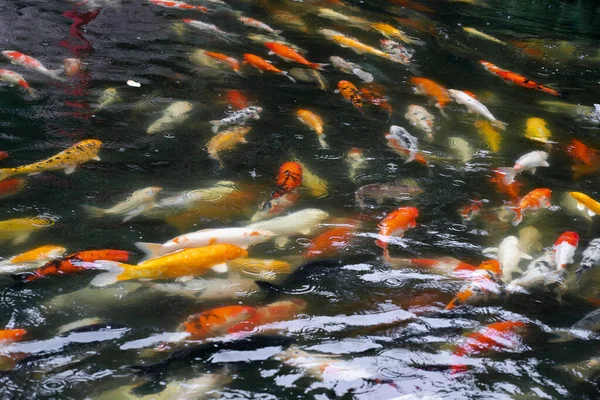 Peixe Koi Lagoa — Fotografia de Stock