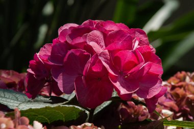 Ortanca çiçek (Hydrangea macrophylla) bir bahçede mor