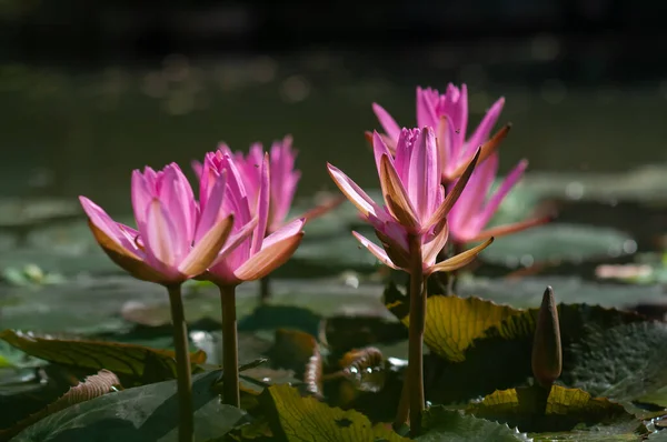 春の晴れた日に水に植物の若い春の葉を持つピンクの蓮の花の自然水の中で — ストック写真