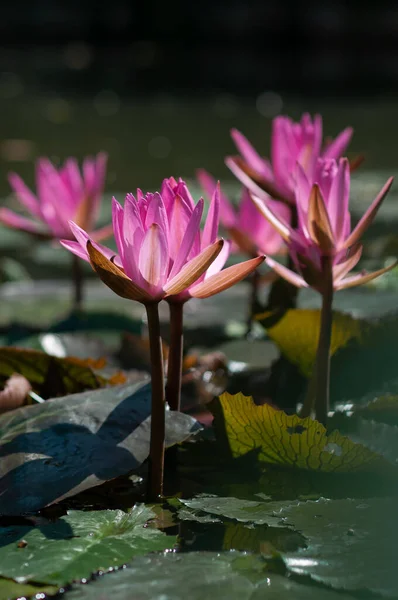 春の晴れた日に水に植物の若い春の葉を持つピンクの蓮の花の自然水の中で — ストック写真