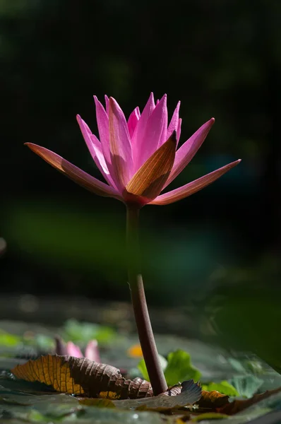 Naturalny Różowy Kwiat Lotosu Młodymi Wiosennymi Liśćmi Rośliny Wodzie Słoneczny — Zdjęcie stockowe