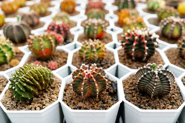 Farma Kaktusów Bliska Soczysty Kaktusów Kolekcji Puli Naturalne Tło Małych — Zdjęcie stockowe