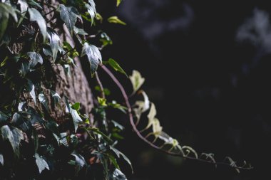 Kusursuz çiçek deseninin doğal dokusu.