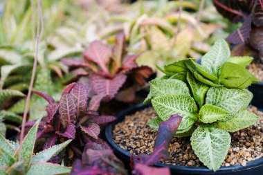 Kusursuz çiçek deseninin doğal dokusu.