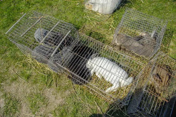 Rabbits sleep in a cage at a farm animal exhibition
