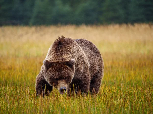 Braunbär Der Küste Auch Bekannt Als Grizzlybär Ursus Arctos Süd — Stockfoto