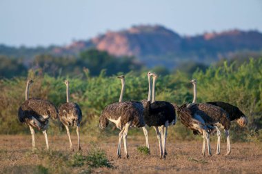 Devekuşu (Struth io camelus) sürüsü. Mashatu, Kuzey Tuli oyun parkı. Botswana
