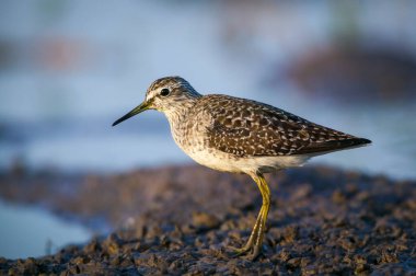 Genel yeşillik (Tringa nebularia). Mashatu, Kuzey Tuli oyun parkı. Botswana