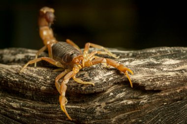 Cape Kalın Kuyruklu Akrep (Parabuthus capensis). Çok zehirlidir. Mashatu Oyun Rezervi. Kuzey Tuli oyun parkı. Botswana