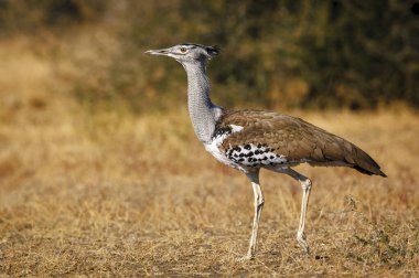 Kori bustard (Ardeotis kori) Veld 'de yürüyor. Mashatu, Kuzey Tuli oyun parkı. Botswana