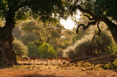 Impala ya da rooibok (Aepyceros melampus), Kuzey Tuli Oyun Rezervi 'ndeki Mashatu ağaçlarının (Xanthocercis zambesiaca) altında beslenen sürü. Botswana