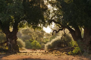 Impala ya da rooibok (Aepyceros melampus), Kuzey Tuli Oyun Rezervi 'ndeki Mashatu ağaçlarının (Xanthocercis zambesiaca) altında beslenen sürü. Botswana