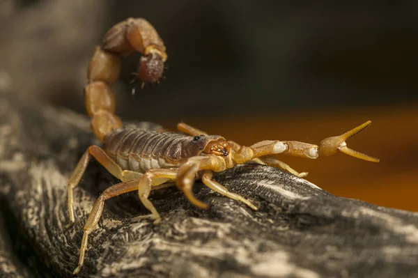 Cape Thick Tailed Scorpion Parabuthus Capensis Highly Venomous Mashatu Game — Photo