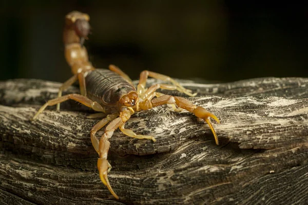 Cape Kalın Kuyruklu Akrep (Parabuthus capensis). Çok zehirlidir. Mashatu Oyun Rezervi. Kuzey Tuli oyun parkı. Botswana