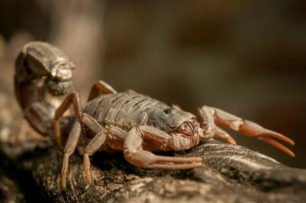 Transvaal Thicktail Scorpion Parabuthus Transvaalicus Mashatu Northern Tuli Game Reserve — Photo