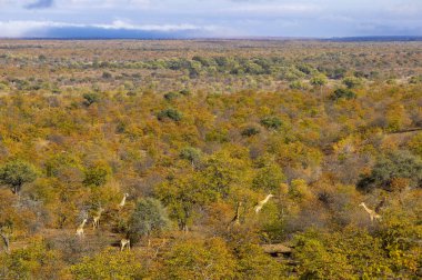 Zürafa (Giraffa camelopardis) güz sürüsü. Kuzey Tuli oyun parkı. Botswana