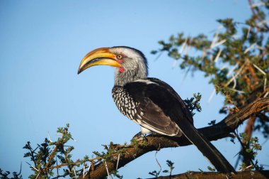 Güney sarı gagalı boynuz gagalı (Tockus lökolas) bir dala tünemişti. Mashatu, Kuzey Tuli oyun parkı. Botswana