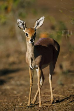 Steenbok (Raphicerus campestris). Mashatu, Kuzey Tuli oyun parkı. Botswana