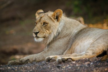 Aslan (Panthera leo). Botswana