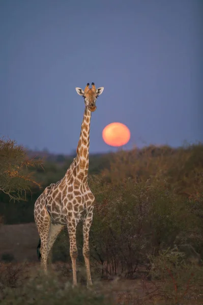 Giraffe Giraffa Camelopardis Veld Moonset Northern Tuli Game Reserve Botswana — Stock Photo, Image