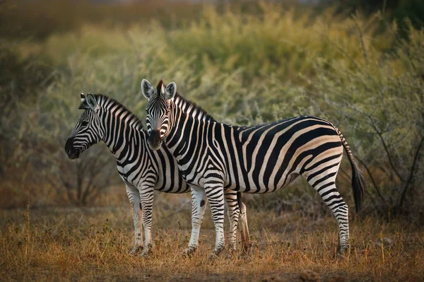 Slättland Eller Vanlig Zebra Equus Quagga Prev Equus Burchellii Mashatu — Stockfoto