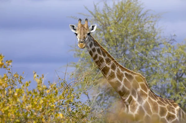 Giraffe Giraffa Camelopardis Veld Northern Tuli Game Reserve Botswana — Stock Photo, Image