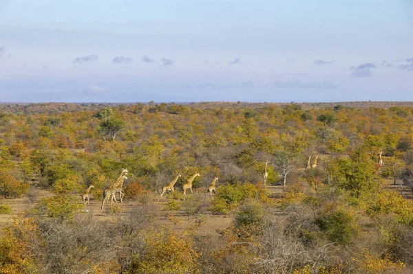 Giraffe Giraffa Camelopardis Herd Autumn Veld Northern Tuli Game Reserve — Stock Photo, Image