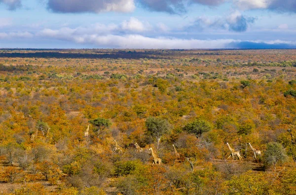 Giraffe Giraffa Camelopardis Herd Autumn Veld Northern Tuli Game Reserve — Stock Photo, Image