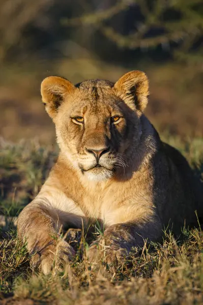 Lion Panthera Leo Mashatu Northern Tuli Game Reserve Botswana — Φωτογραφία Αρχείου