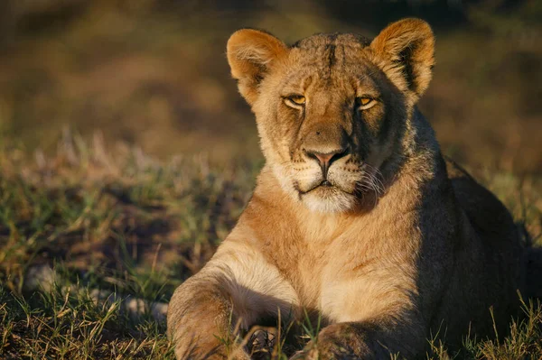 Lion Panthera Leo Mashatu Northern Tuli Game Reserve Botswana — Φωτογραφία Αρχείου