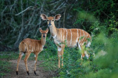 Dişi (Tragelaphus angasii). Mpumlanga 'da. Güney Afrika