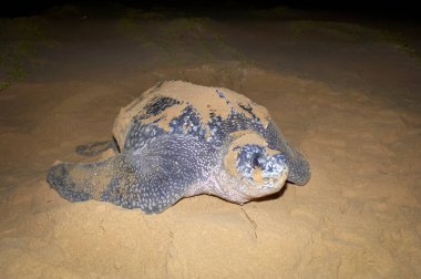 Deri sırtlı kaplumbağa (Dermochelys coriacea). Thongaland. KwaZulu Natal. Güney Afrika