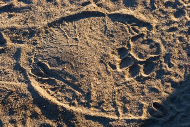 Afrika çalı fili (Loxodonta africana) diğer adıyla Afrika savanası fili veya üzerinde Aslan (panthera leo) olan Afrika fili. Botswana