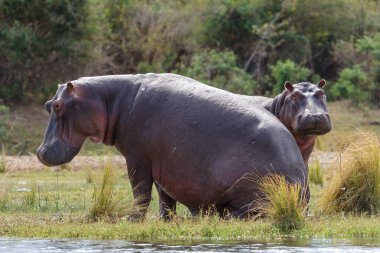 Su aygırı ya da su aygırı (Hippopotamus amfibi). Aşağı Zambezi. Zambiya