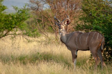 Daha büyük kudu (Tragelaphus strepsiceros) alt-yetişkin. Kuzey Batı Eyaleti. Güney Afrika