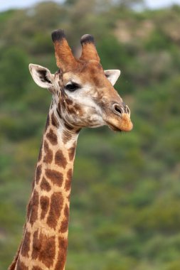 Güney Afrika zürafası veya Pelerin zürafası (Zürafa camelopardalis zürafa). Kuzey Batı Eyaleti. Güney Afrika