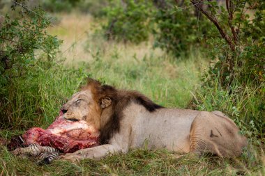 Aslan (Panthera leo) bir zebra (Equus quagga) leşi ile beslenir. Kuzey Batı Eyaleti. Güney Afrika