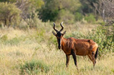 Kırmızı antilop (Alcelaphus buselaphus caama veya Alcelaphus caama). Kuzey Batı Eyaleti. Güney Afrika