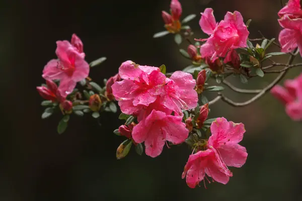Azalea Garden Flower South Africa — Stock Photo, Image