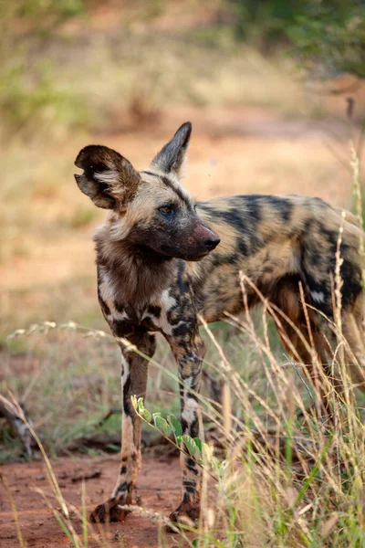 African wild dog (Lycaon pictus), aka painted hunting dog, painted wolf, African hunting dog, Cape Hunting Dog or African painted dog. North West Province. South Africa