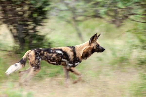 African wild dog (Lycaon pictus), aka painted hunting dog, painted wolf, African hunting dog, Cape Hunting Dog or African painted dog. North West Province. South Africa