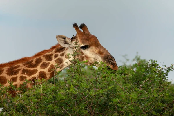 South African giraffe or Cape giraffe (Giraffa camelopardalis giraffa) feeding. North West Province. South Africa