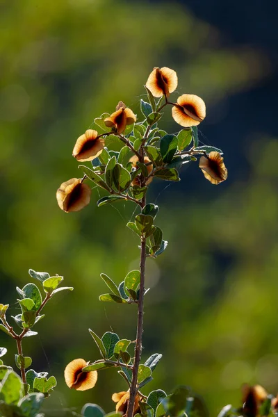 Russet Bushwillow Mouse Eared Combretum Combretum Hereroense Seed Pods North — Stock Photo, Image