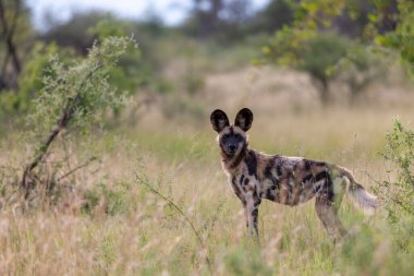 Afrika vahşi köpeği (Lycaon pictus), diğer adıyla boyalı kurt, Afrika av köpeği, Cape Av Köpeği veya Afrika boyalı köpeği. Kuzey Batı Eyaleti. Güney Afrika.
