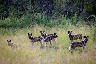 Afrika vahşi köpeği (Lycaon pictus), diğer adıyla boyalı kurt, Afrika av köpeği, Cape Av Köpeği veya Afrika boyalı köpeği. Kuzey Batı Eyaleti. Güney Afrika.